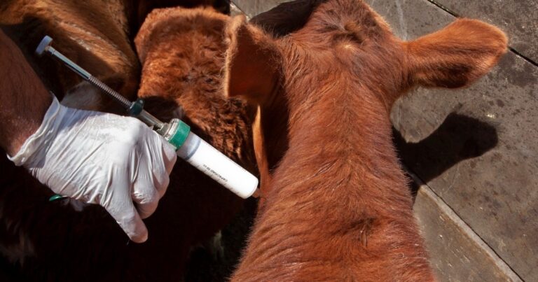Debate candente: las voces a favor y en contra de la desregulación de la vacunación anti-aftosa
