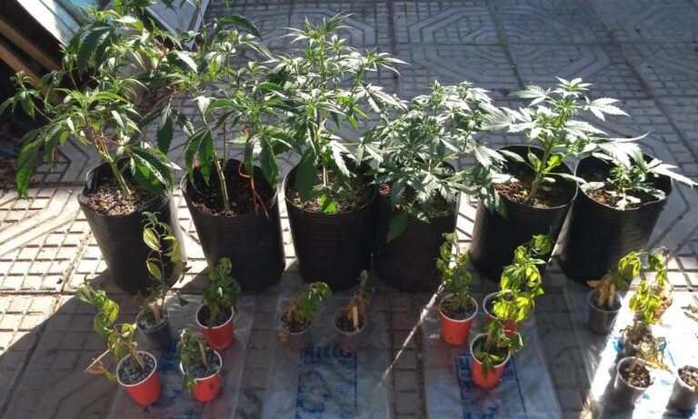 Allanamiento por drogas en Esquel