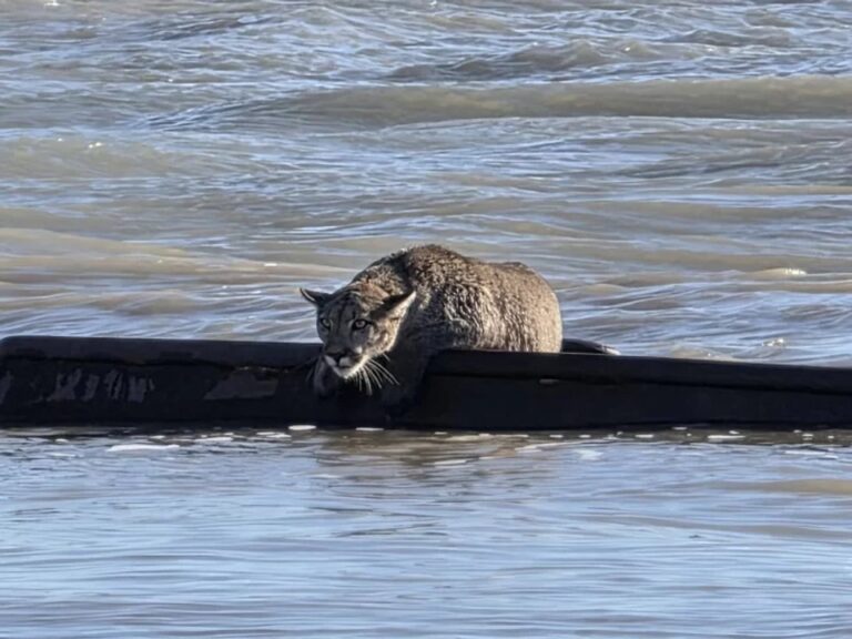 Fotografía de un puma descansando sobre la estructura oxidada de un naufragio en la costa de Puerto Santa Cruz.