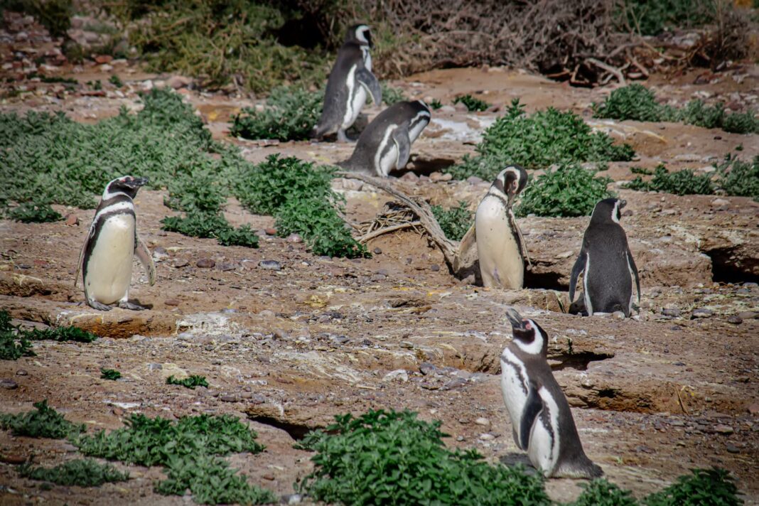Visitantes observando pingüinos de Magallanes en una colonia de Chubut, Argentina.