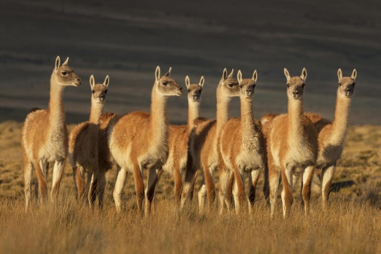 Funcionarios de la Dirección de Fauna y Flora Silvestre de Chubut durante una conferencia de prensa