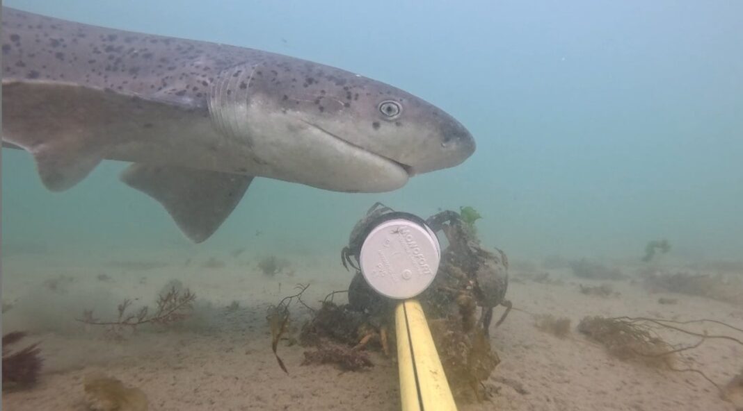 Investigador marcando un tiburón gatopardo en la costa de Chubut