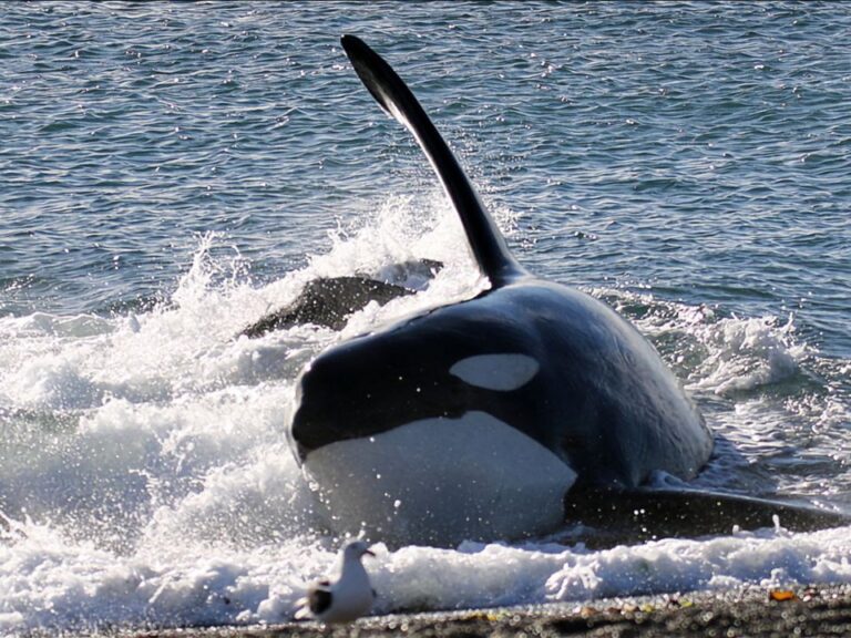 Orca varándose intencionalmente en la costa de Península Valdés para cazar lobos marinos