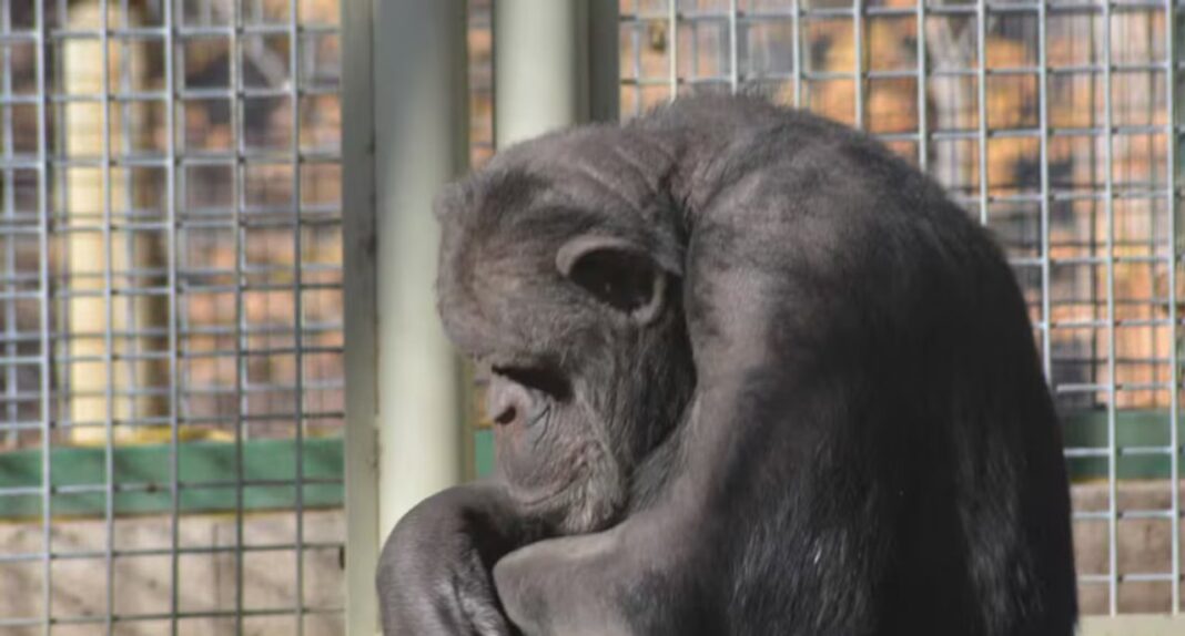 Toti, chimpancé en cautiverio en el zoológico de Bubalcó, Río Negro
