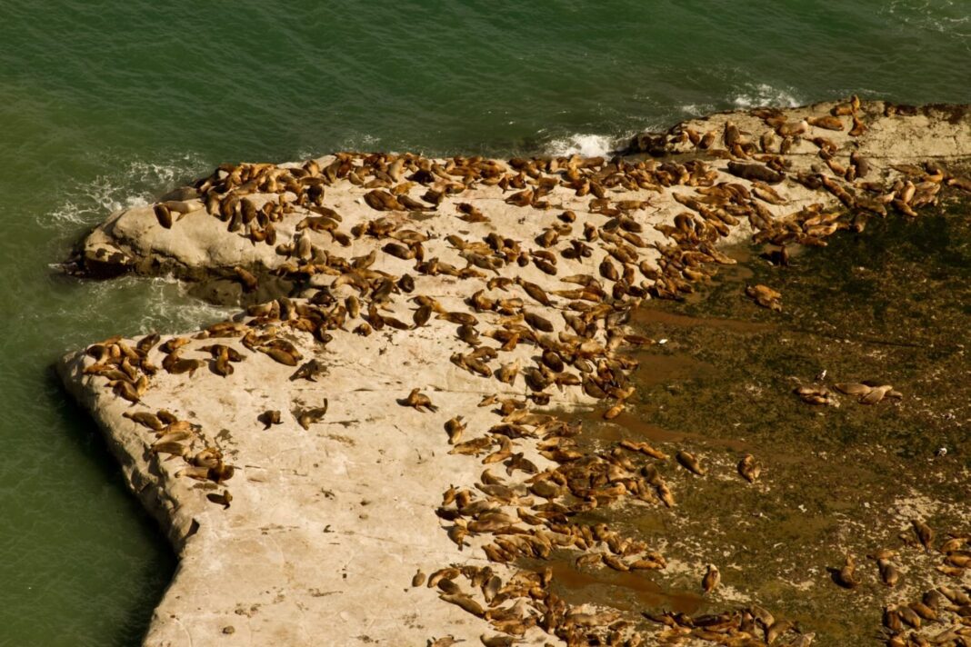 Área Natural Protegida Punta Marqués en Chubut