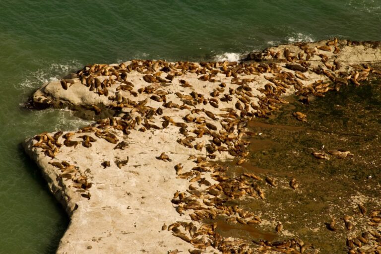 Área Natural Protegida Punta Marqués en Chubut