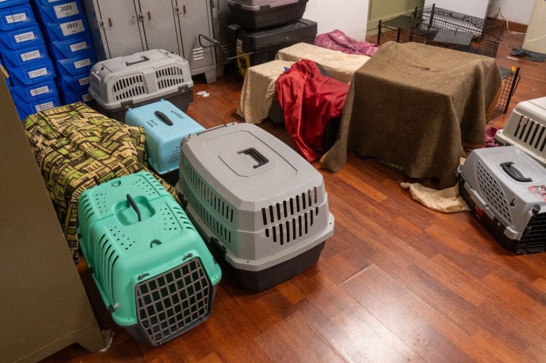 Gatos ferales en jaulas trampa durante jornada de castración en Comodoro Rivadavia