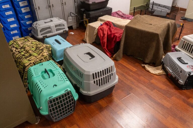 Gatos ferales en jaulas trampa durante jornada de castración en Comodoro Rivadavia