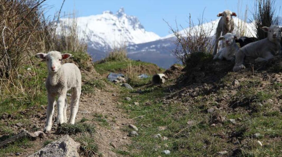 Imagen ilustrativa de un campo en la cordillera chubutense