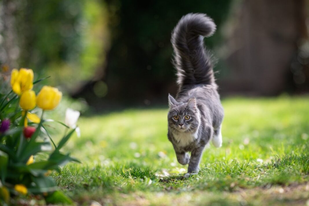 Gato con arnés y correa siendo paseado por una persona en un entorno exterior