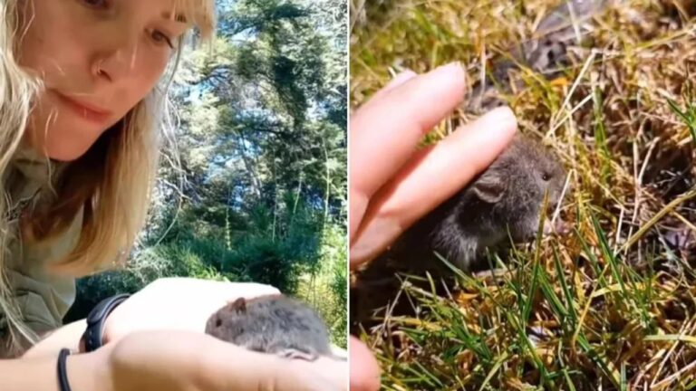Persona sosteniendo un ratón silvestre en un entorno natural en Bariloche