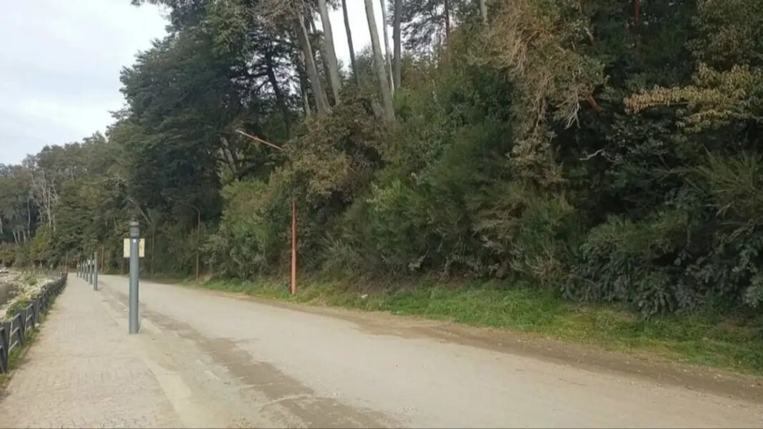 Arrayanes en la costa del lago Correntoso, Villa La Angostura