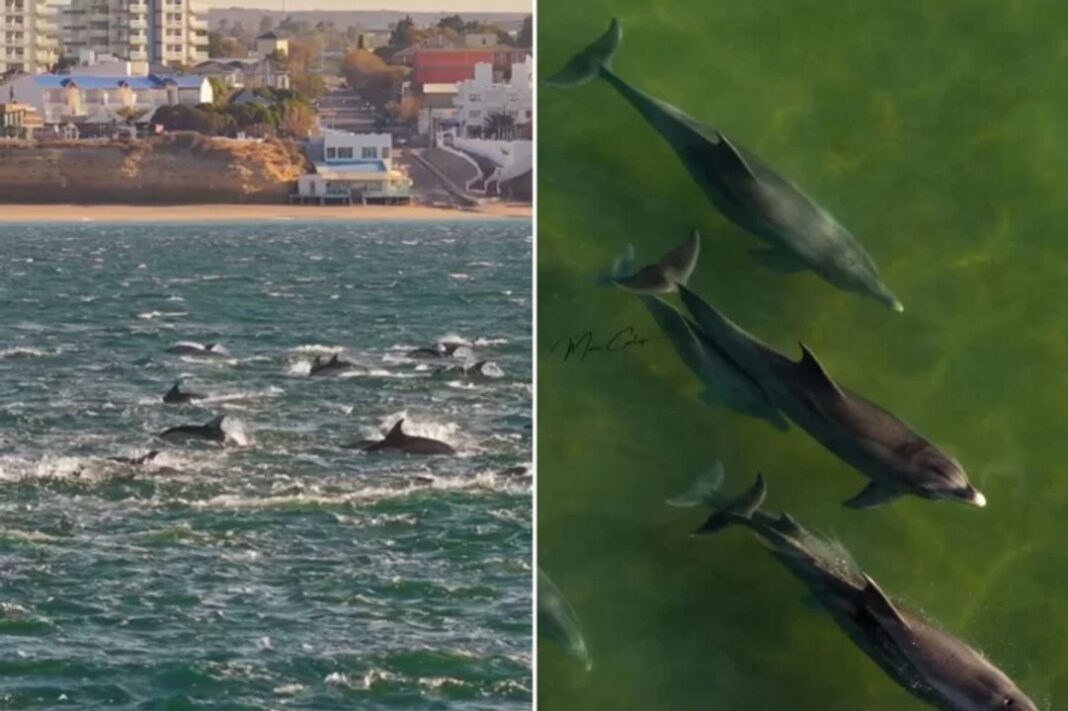 Formación de más de 500 delfines comunes en el Golfo San Matías, frente a Las Grutas