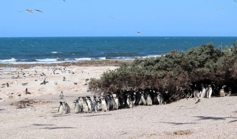 Pingüino de Magallanes en colonia de la Patagonia argentina
