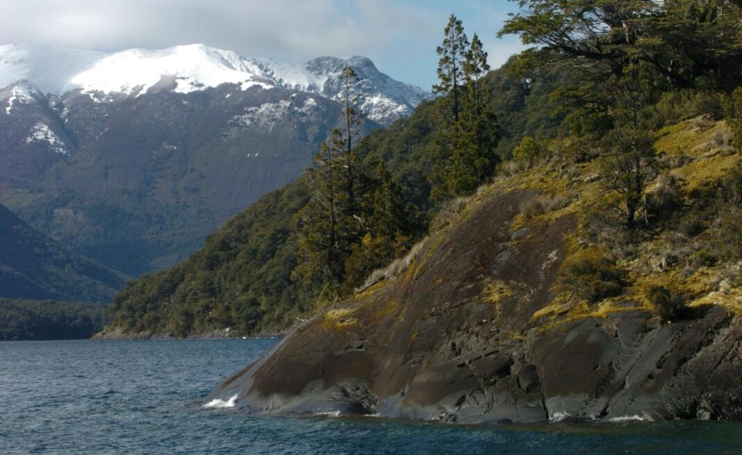 Bosque nativo en la provincia de Chubut