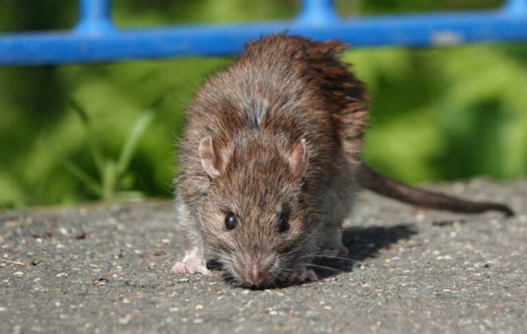 Mapa de Chubut con indicación de caso de hantavirus