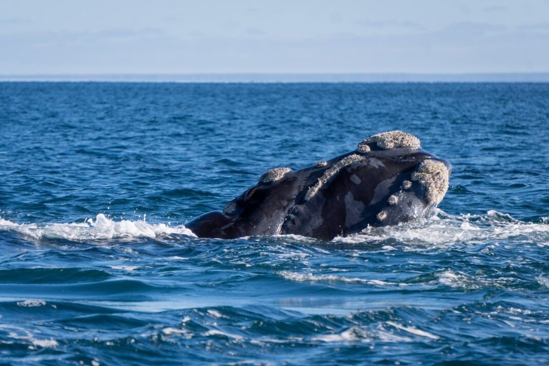 Ballena franca austral en el Golfo Nuevo, Península Valdés, Chubut