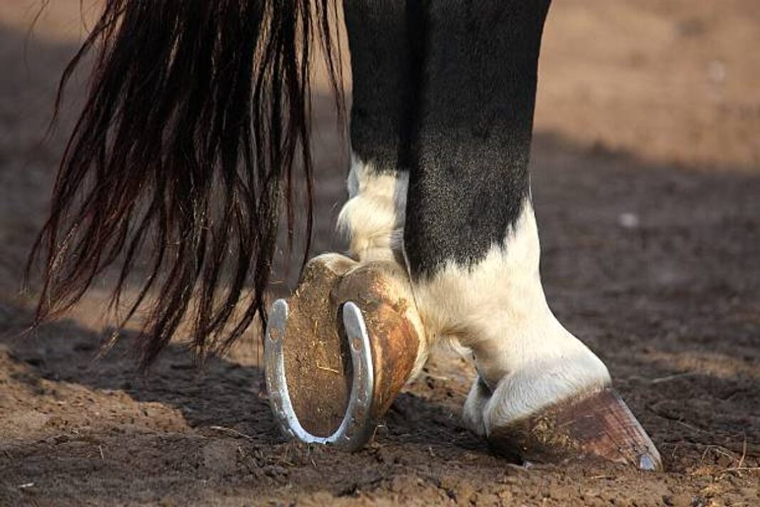 Caballo René rescatado en Gualjaina