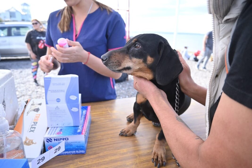 Perro y gato con collar isabelino en campaña de castración municipal en Puerto Madryn