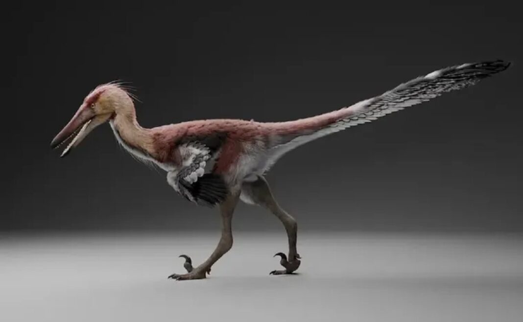 Fósiles de dinosaurio Kank australis hallados en Santa Cruz