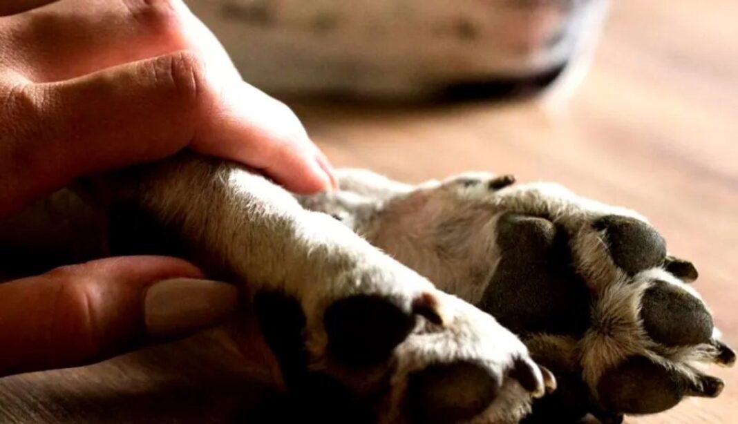 Mascota (perro o gato) junto a una persona en un contexto hogareño