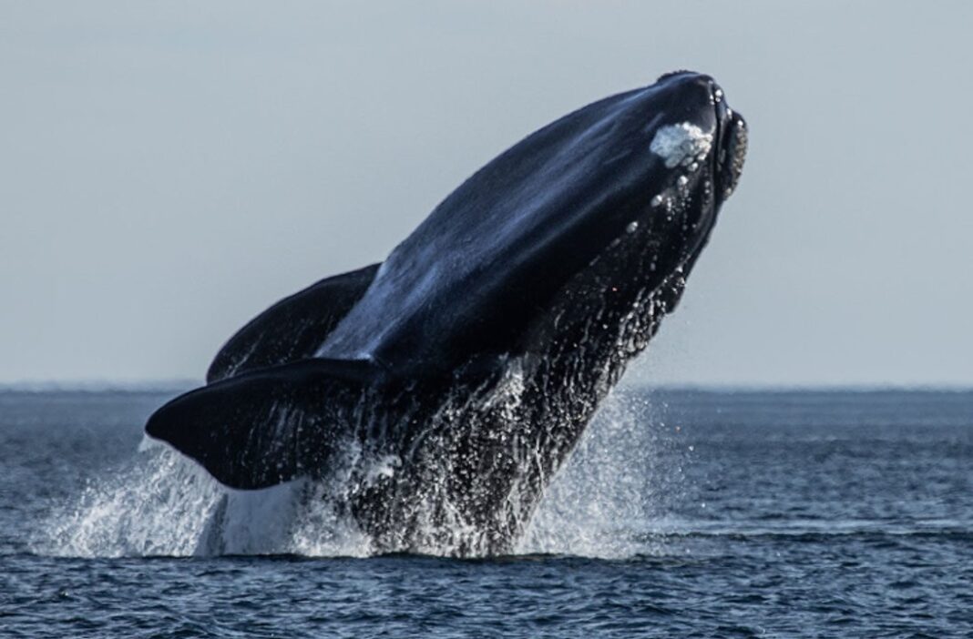 Ballena franca austral en la costa de Chubut