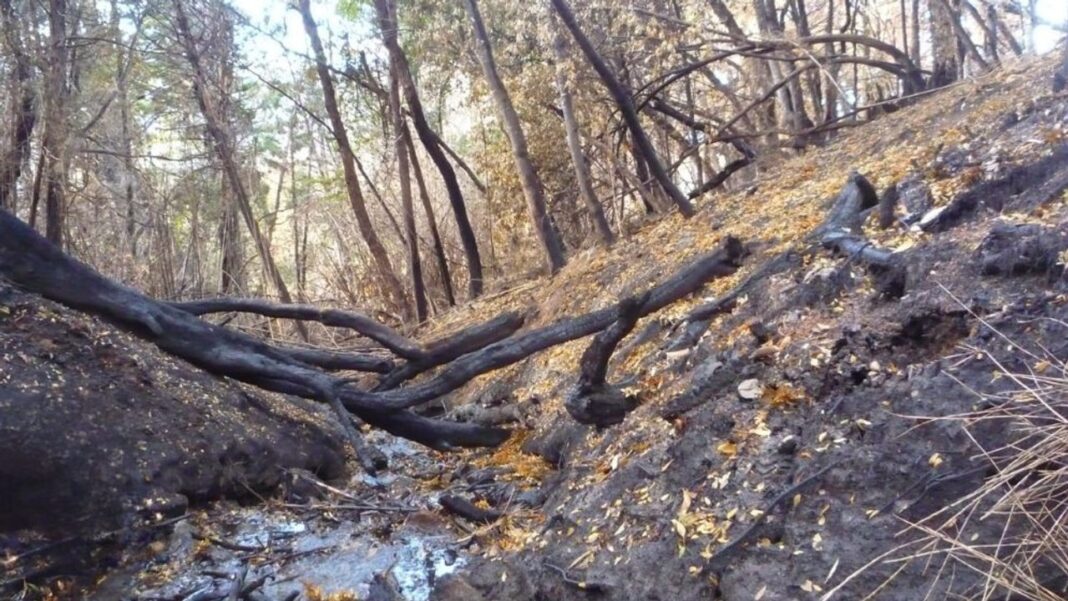 Arroyo en la zona cordillerana de Chubut afectado por el incendio de 2021