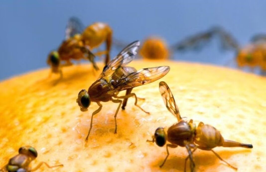 Peras y manzanas de los valles patagónicos listas para exportación