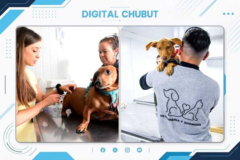 Perro y gato en consulta veterinaria municipal en Puerto Madryn