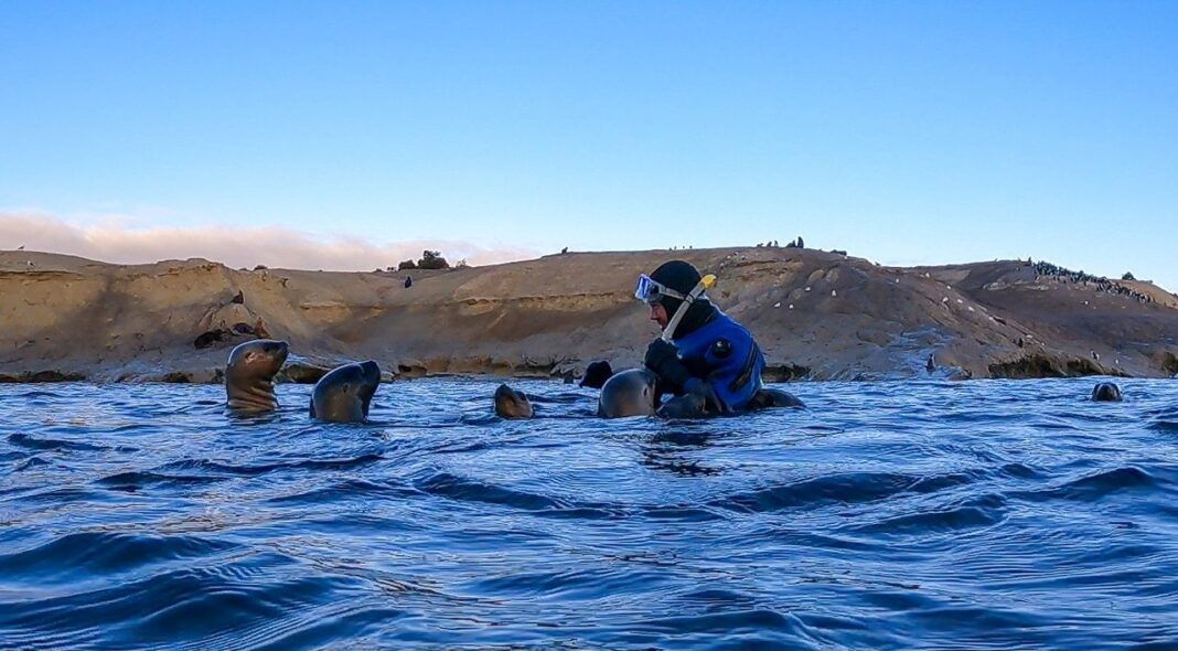 Lobos marinos nadando junto a un snorkelista en la Reserva Natural Punta Loma, Chubut