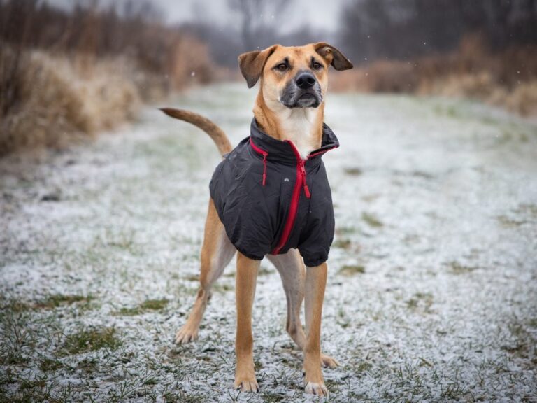 Perro abrigado durante un paseo invernal