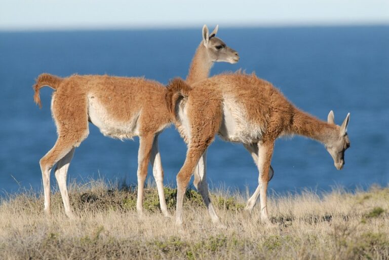 Guanaco en un campo de la provincia de Chubut