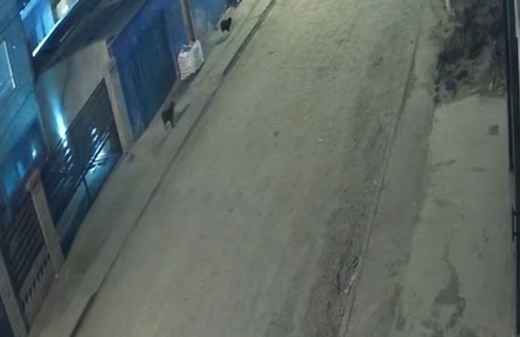 Captura de video de cámara de seguridad mostrando el ataque a una joven en la calle 823 de Comodoro Rivadavia