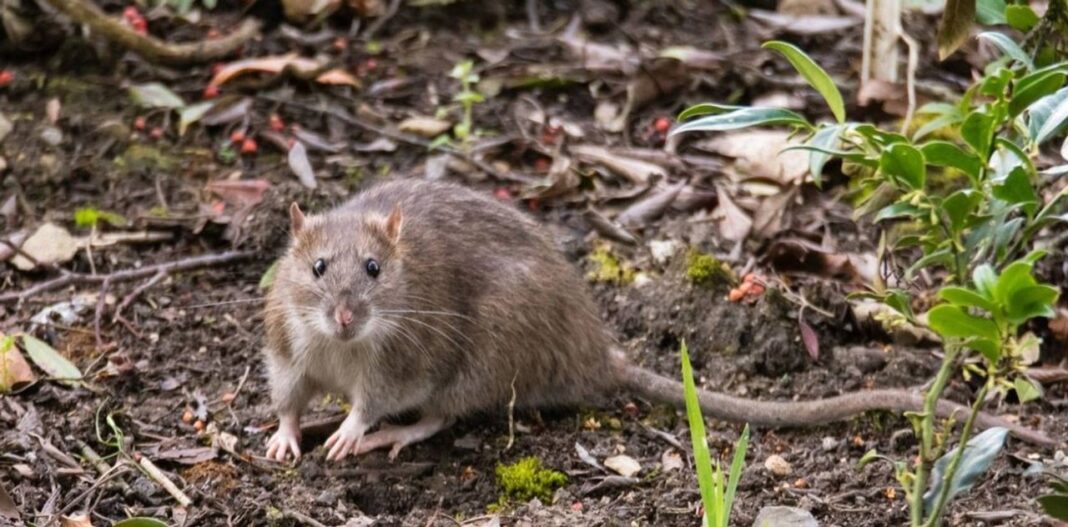 Imagen ilustrativa de prevención del hantavirus