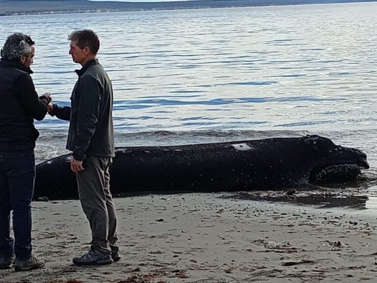 Ballenato muerto en la costa de Puerto Madryn