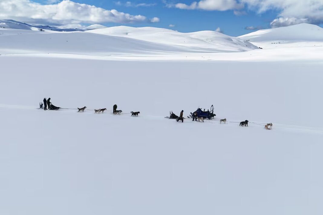 Trineo tirado por perros huskies en la nieve en el complejo Horses & Huskies