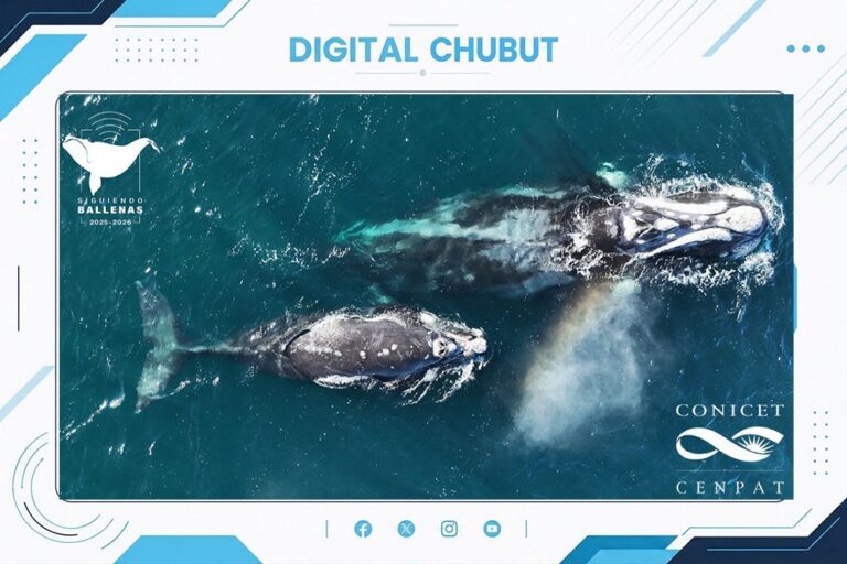 Ballena franca austral en el Golfo Nuevo