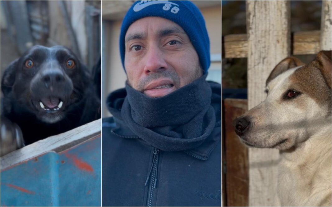 Perros callejeros alimentados por un vecino en Comodoro Rivadavia