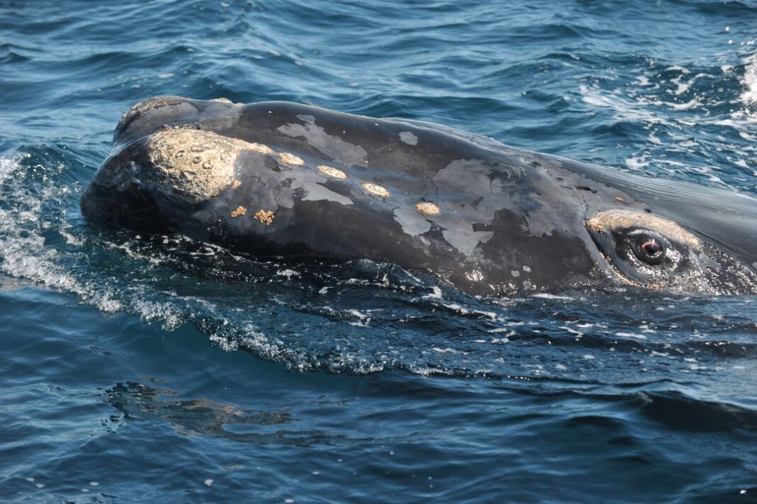 Ballena franca austral en las costas de Península Valdés, Chubut