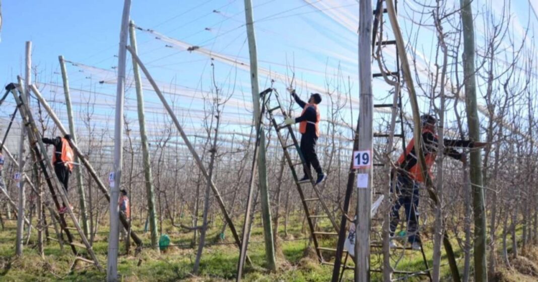 Trabajador rural en un campo de frutales