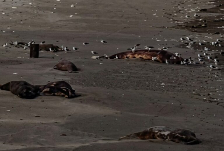 Ballena franca austral en Península Valdés, Chubut