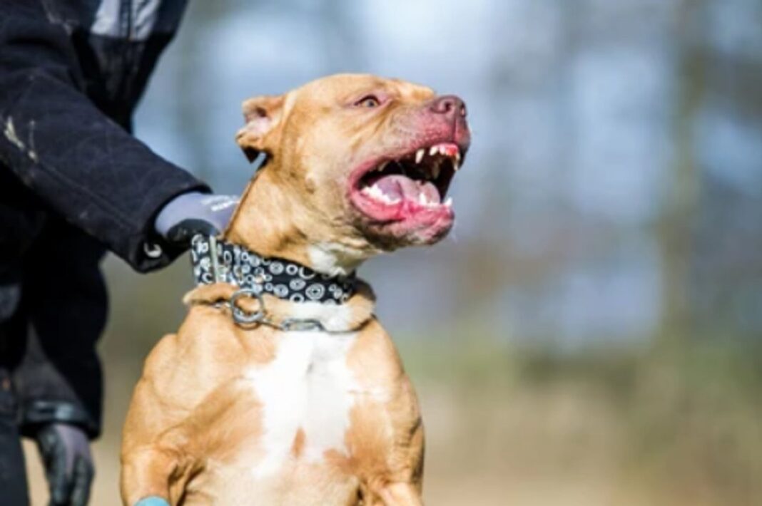 Imagen ilustrativa de un perro pitbull
