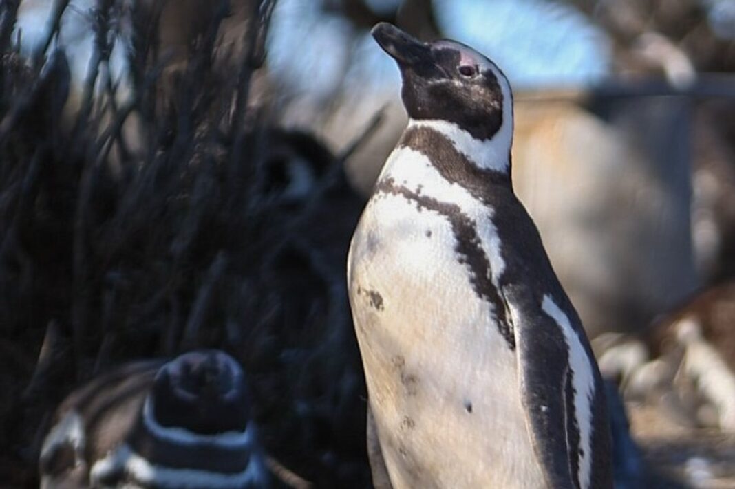 Pingüinos de Magallanes en Punta Tombo, Chubut